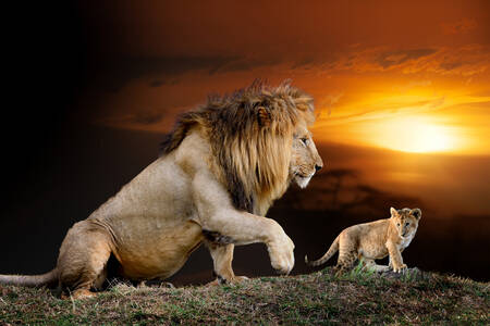 Lion and lion cub against sunset background