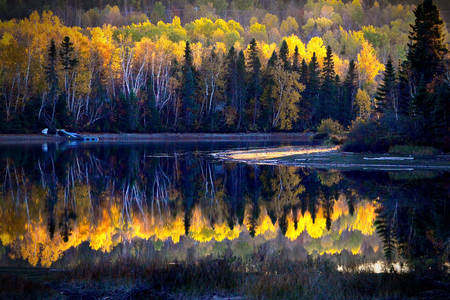 Autumn Canadian Forest Landscape