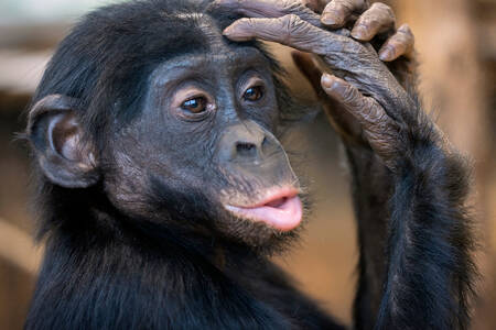 Egy baba bonobo portréja