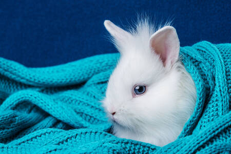 Mały biały królik