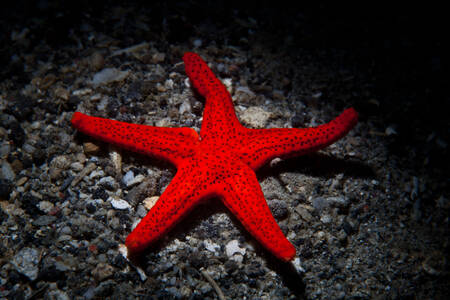 Jarko crvena morska zvezda