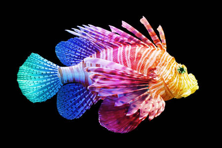 Lionfish