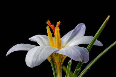 Krokus auf schwarzem Hintergrund