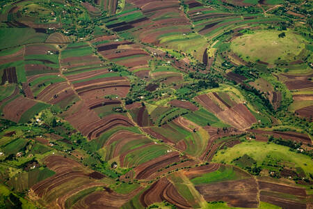 Rice fields in Tanzania