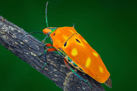 Escarabajo naranja en una rama