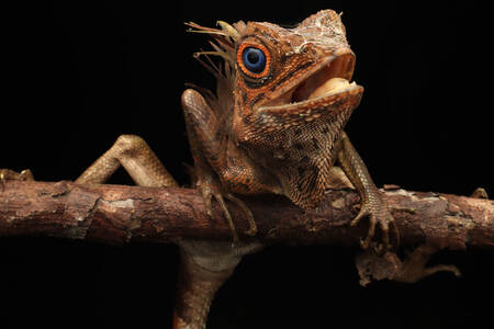 Lizard on a branch