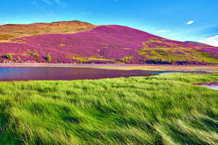 Berge mit violetten Blumen