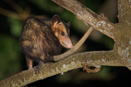 Gewöhnliches Opossum