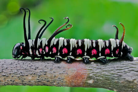 Black and white caterpillar