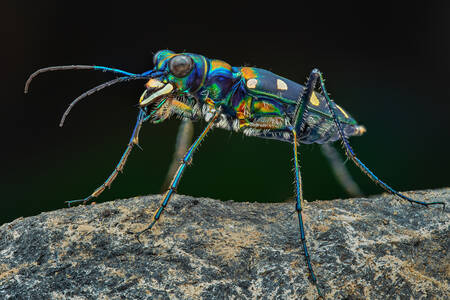 Tiger beetle on black background