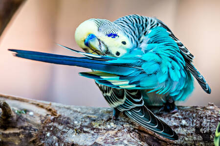 Peruș preening penele