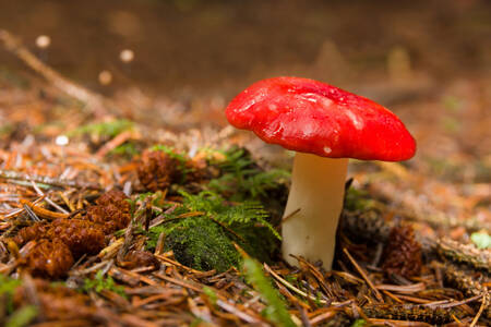 Champignon forestier vénéneux