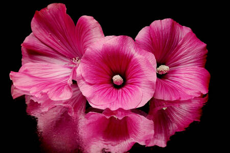 Pink mallow on a black background