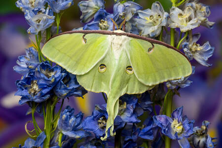Green silk moth