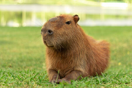 Wasserschwein auf dem Gras