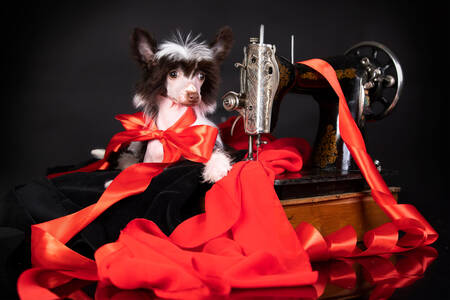 Китайская хохлатая собака за швейной машинкой