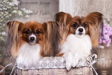 Папийоны в корзине