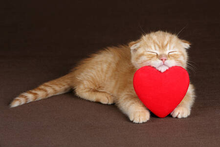 Ginger kitten with a red heart