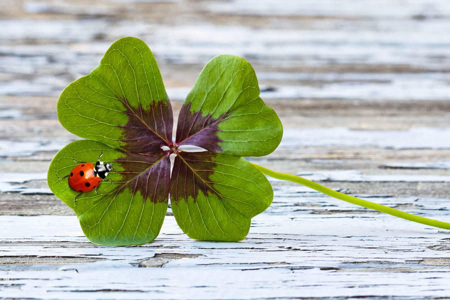Radio Tenancingo Listen Live Tenancingo de Degollado, Mexico Online
