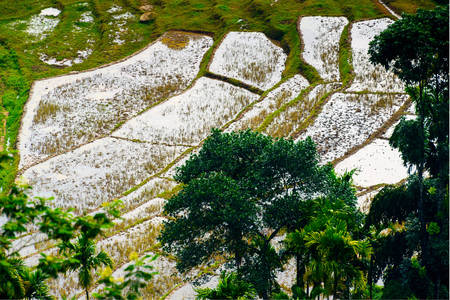 Campos de arroz no Sri Lanka