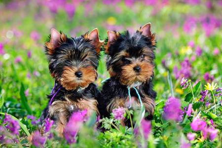 Puii Yorkshire terrier