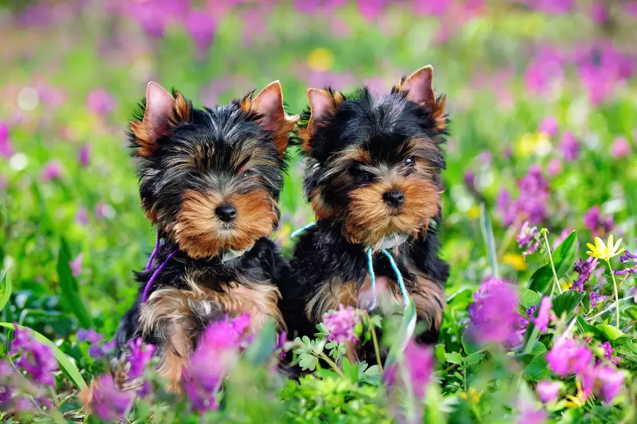 Yorkshire terrier valper