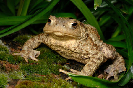 Toad on the pond