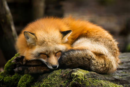 Спяща лисица