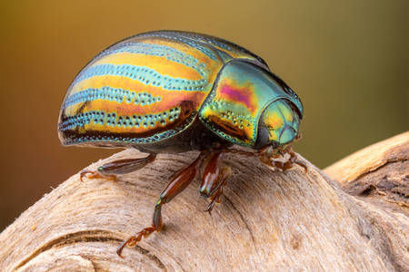 Escarabajo arcoiris