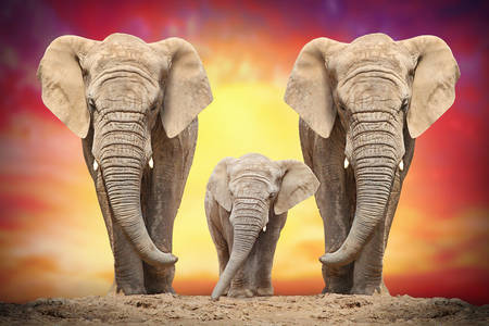 Elefántok naplementekor