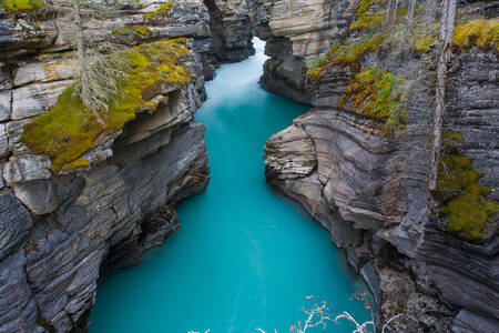 Les eaux des chutes Athabasca
