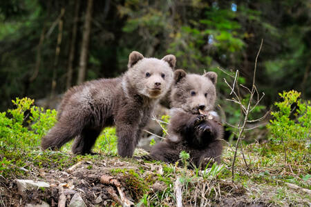 Filhotes de urso marrom