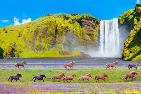 Horses at the waterfall