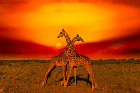 Gün batımında zürafalar