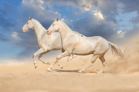 Běžící bílí koně