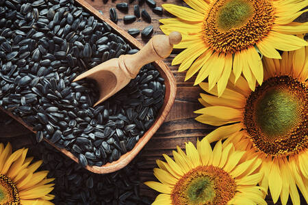 Sunflowers and seeds