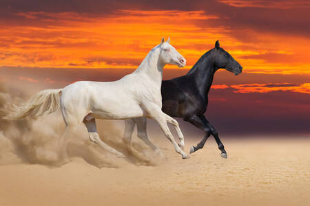 Коні у пустелі
