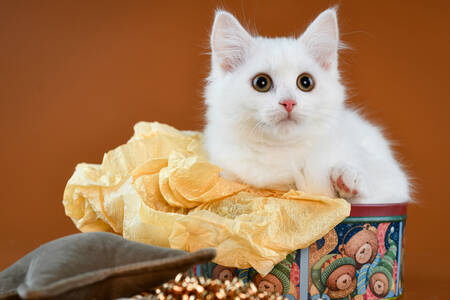 White munchkin kitten