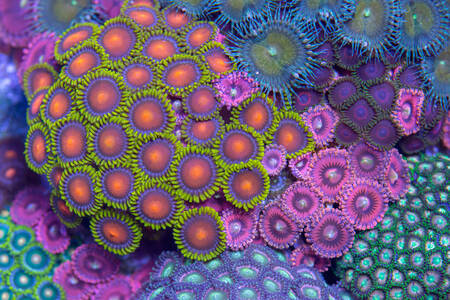 Purple corals