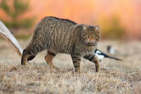 Central European forest cat