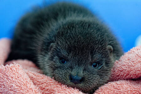 Eurasian otter pup