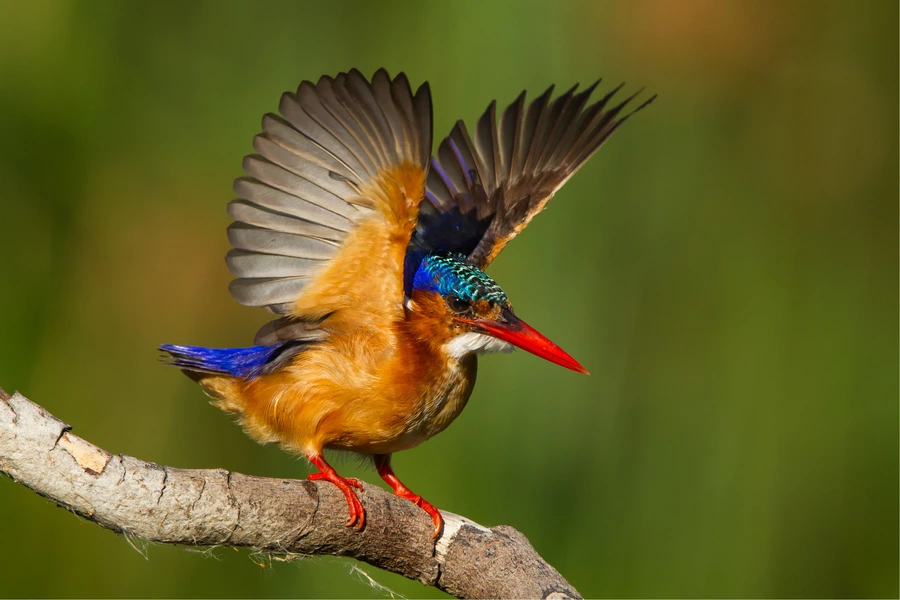 Kingfisher