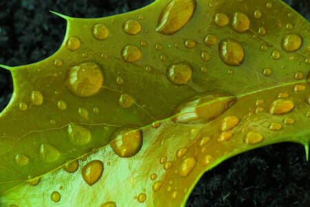 Holly leaf with drops