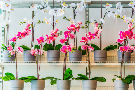 Orchideeën in de schappen