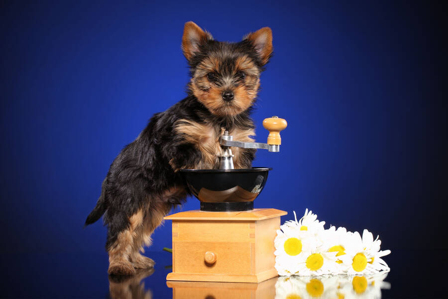 The Reef WAXJ Listen Live 103.5 MHz FM, Frederiksted, U.S. Virgin