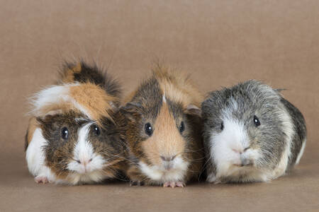 Three guinea pigs