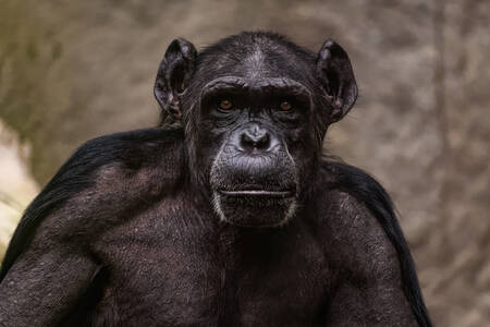 Scimpanzé maschio