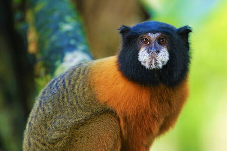 Goldener Tamarin