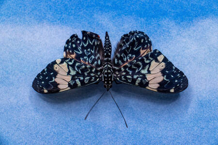 Exotic butterfly on a blue background