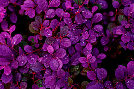 Arbusto con hojas moradas